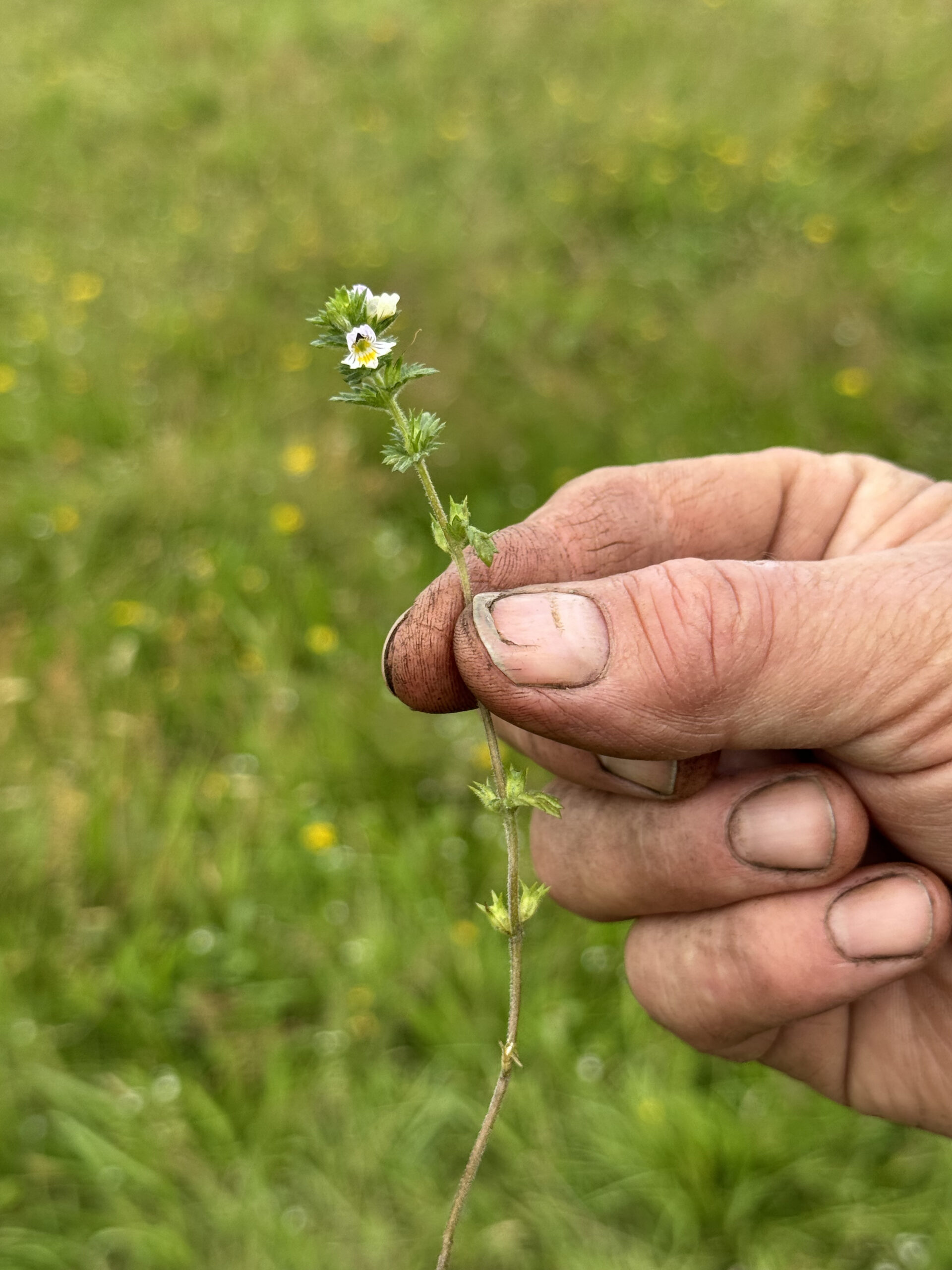 ffn gestival hands on field